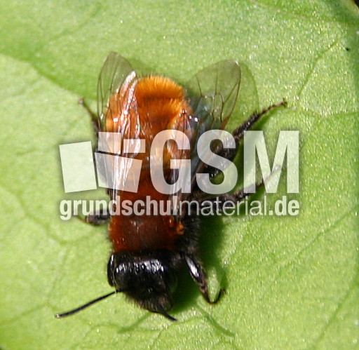 Hummel-auf-Blatt.jpg